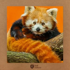 Red Panda T-Shirt Kids